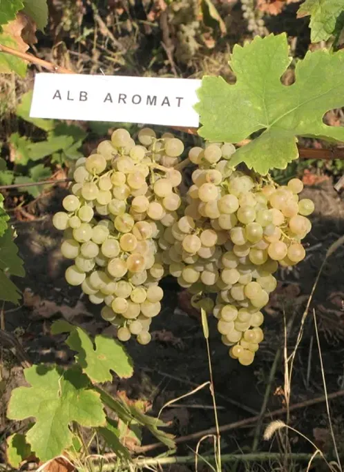 Clona Alb Aromat