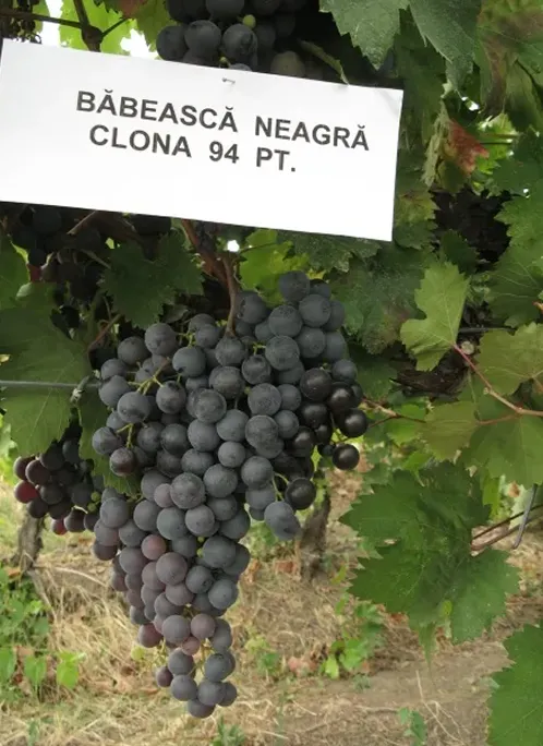 Clona Babeasca Neagra 94 pt
