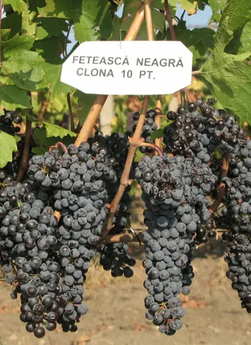 Clona Feteasca Neagra 10 pt