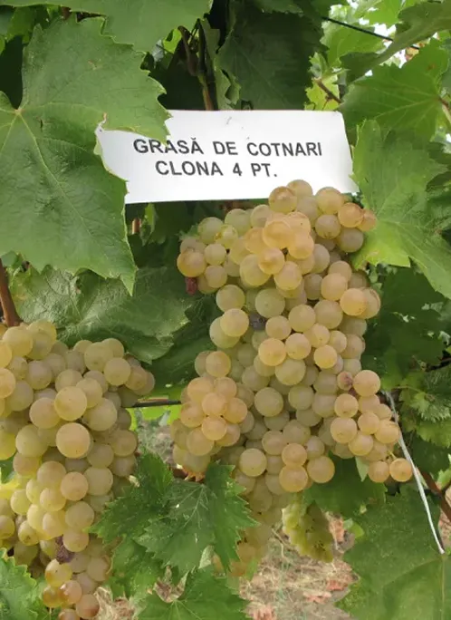 Clona Grasa de Cotnari 4 pt