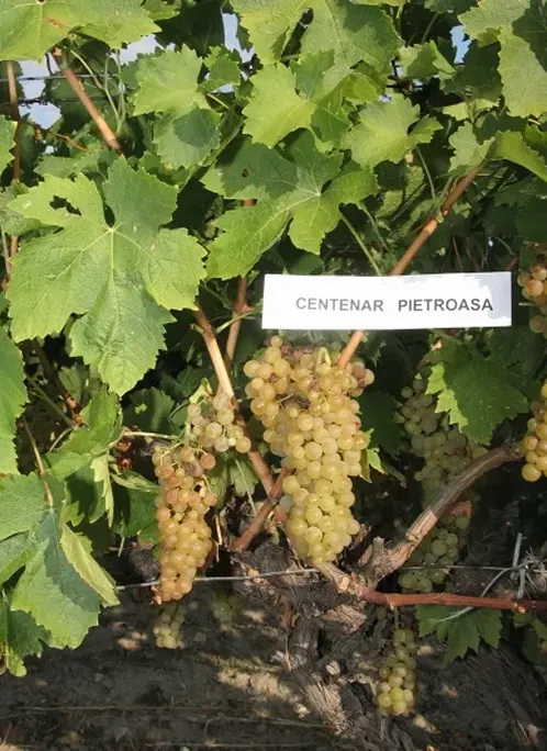 Clona Grasa de Cotnari 45 pt