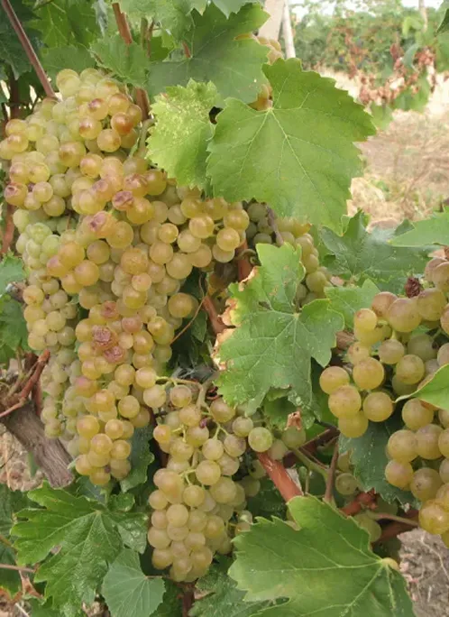 Clona Tamaioasa Romaneasca 5 pt