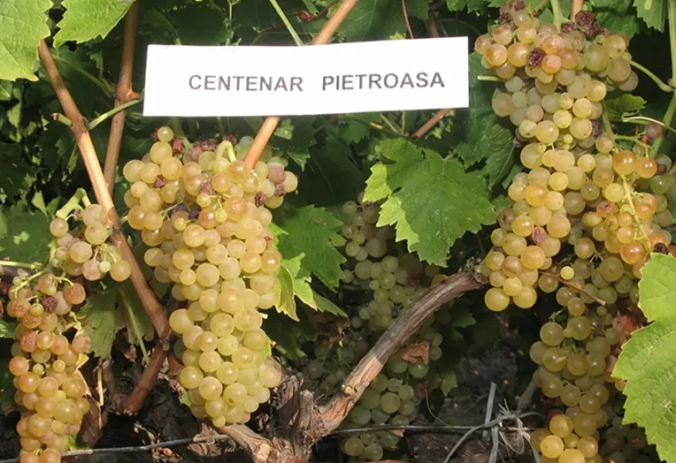 Soi Centenar Pietroasa