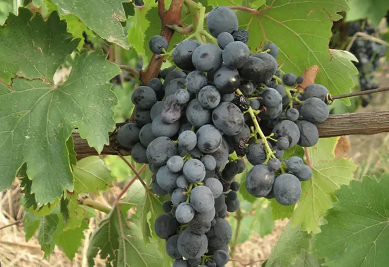 Soi Timpuriu de Pietroasa