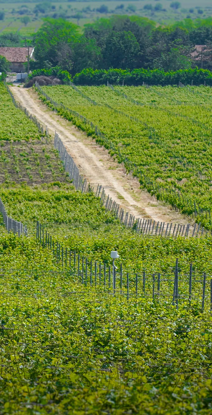 Stabilirea Sortimentului Primii Pasi (1)