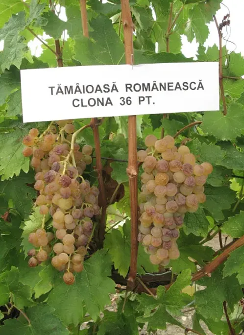 Tamaioasa Romaneasca 36 pt